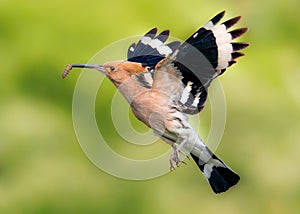 Eurasian Hoopoe