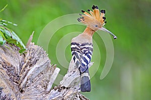 Eurasian Hoopoe