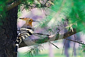 Eurasian Hoopoe