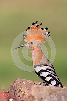 Eurasian Hoopoe