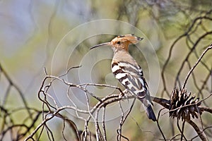 Eurasian Hoopoe Bird