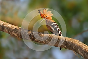 Eurasian hoopoe bird