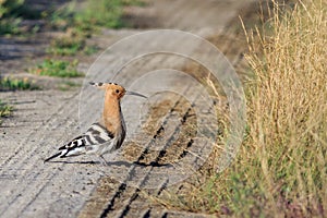 Eurasian hoopoe bird