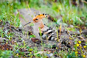 Eurasian hoopoe bird feeding on the grass ground