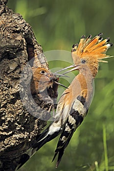 Eurasian hoopoe bird give food to young