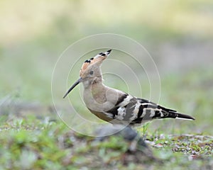 Eurasian hoopoe bird ind blurred background