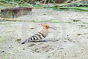 Eurasian hoopoe Bird sitting on the ground Upupa epops