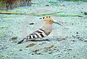 Eurasian hoopoe Bird sitting on group (Upupa epops)