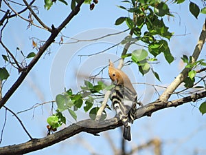 Eurasian Hoopoe Bird With Striped Tail