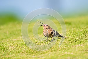 Eurasian hoopoe or common hoopoe