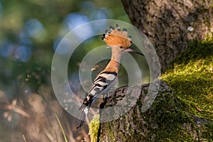 Eurasian Hoopoe or Common hoopoe Upupa epops