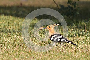 Eurasian Hoopoe, Common Hoopoe Upupa epops is foraging on grass field in a green blurred background.