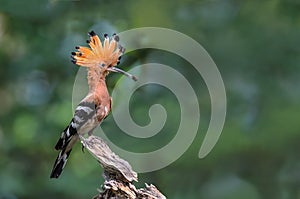 Eurasian Hoopoe or Common Hoopoe or Upupa epops.