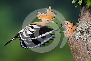 Eurasian hoopoe feeding chick in tree in summer nature.