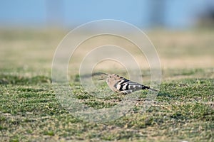 Eurasian Hoopoe on field