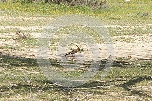 Eurasian hoopoe in the fields