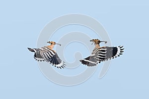 Eurasian Hoopoe in flight