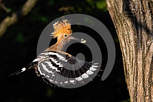 Eurasian hoopoe flying and holding a nymph of bug in beak in forest at sunset