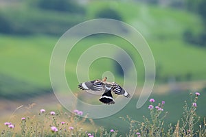 A Eurasian Hoopoe flying over a meadow