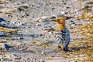 Eurasian hoopoe in Jim Corbett National Park, India