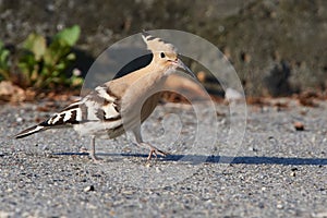 Eurasian hoopoe looking for food