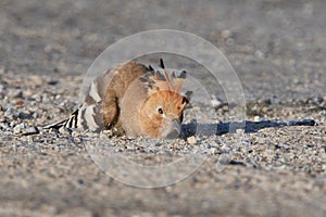 Eurasian hoopoe looking for food