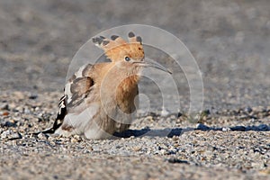 Eurasian hoopoe looking for food