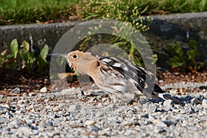 Eurasian hoopoe looking for food