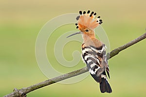 Eurasian Hoopoe