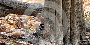 Eurasian hoopoe pecking at the tree