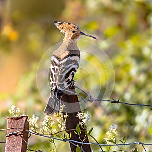 Eurasian hoopoe perched on pole