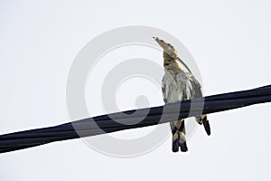 Eurasian hoopoe perched ,resting and preening on a powerline  in Greece.