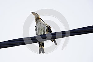 Eurasian hoopoe perched ,resting and preening on a powerline  in Greece.