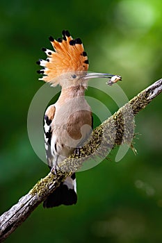 Eurasian hoopoe sitting on bough with moss.