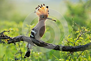 Eurasian hoopoe sitting on a branch with a worm in beak in summer forest