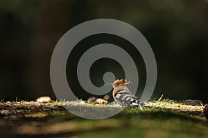 A Eurasian Hoopoe standing on the ground in a pine forest