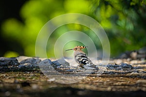 A Eurasian Hoopoe standing on the ground in a pine forest