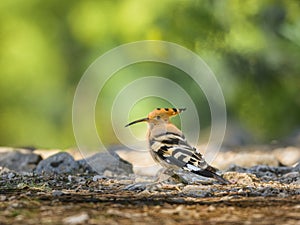A Eurasian Hoopoe standing on the ground in a pine forest