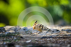 A Eurasian Hoopoe standing on the ground in a pine forest