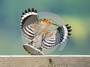 A Eurasian Hoopoe taking off a wooden fence