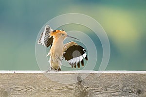 A Eurasian Hoopoe taking off a wooden fence