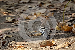 Eurasian Hoopoe or the Upupa epops