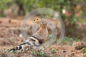 Eurasian Hoopoe Upupa epops