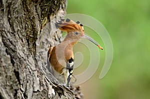 Eurasian hoopoe (Upupa epops)