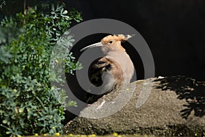 Eurasian hoopoe (Upupa epops).