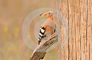 Eurasian Hoopoe or Upupa epops, beautiful brown bird.