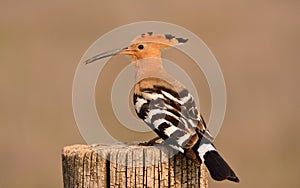 Eurasian Hoopoe or Upupa epops, beautiful brown bird.