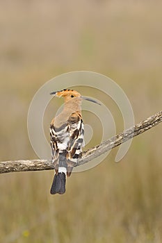 Eurasian Hoopoe or Upupa epops, beautiful brown bird.