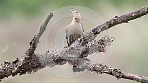 Eurasian hoopoe, Upupa epops. A bird pecking the bark on an old dry branch