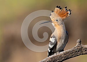 Eurasian hoopoe, Upupa epops. A bird sits on a beautiful branch, opened its crest